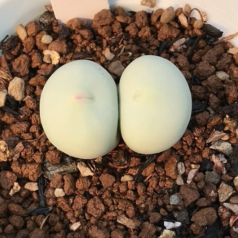 多肉肉锥 Sh433 Ｖ嘴