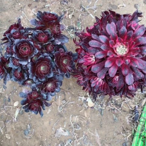 多肉法师两颗组合