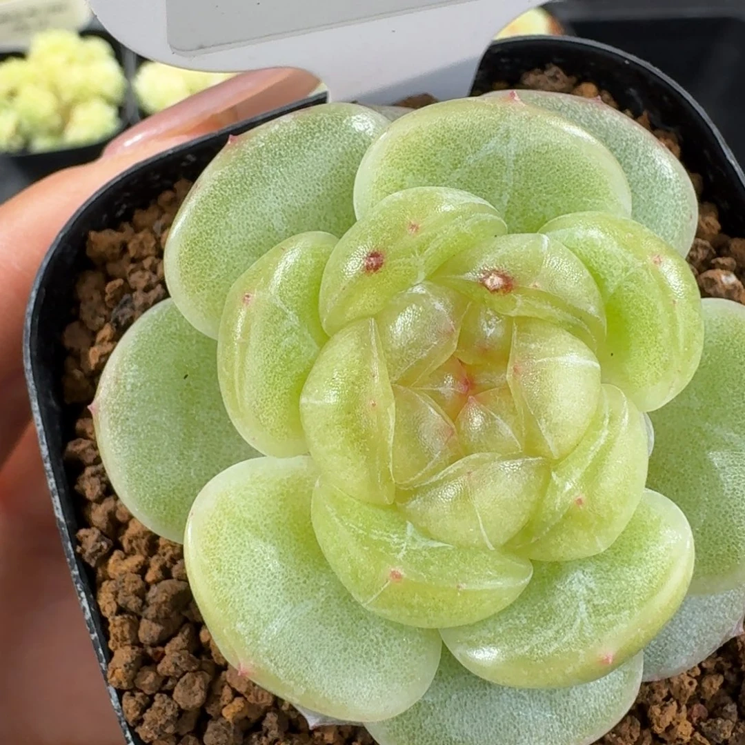 1226-17-3011单头一颗