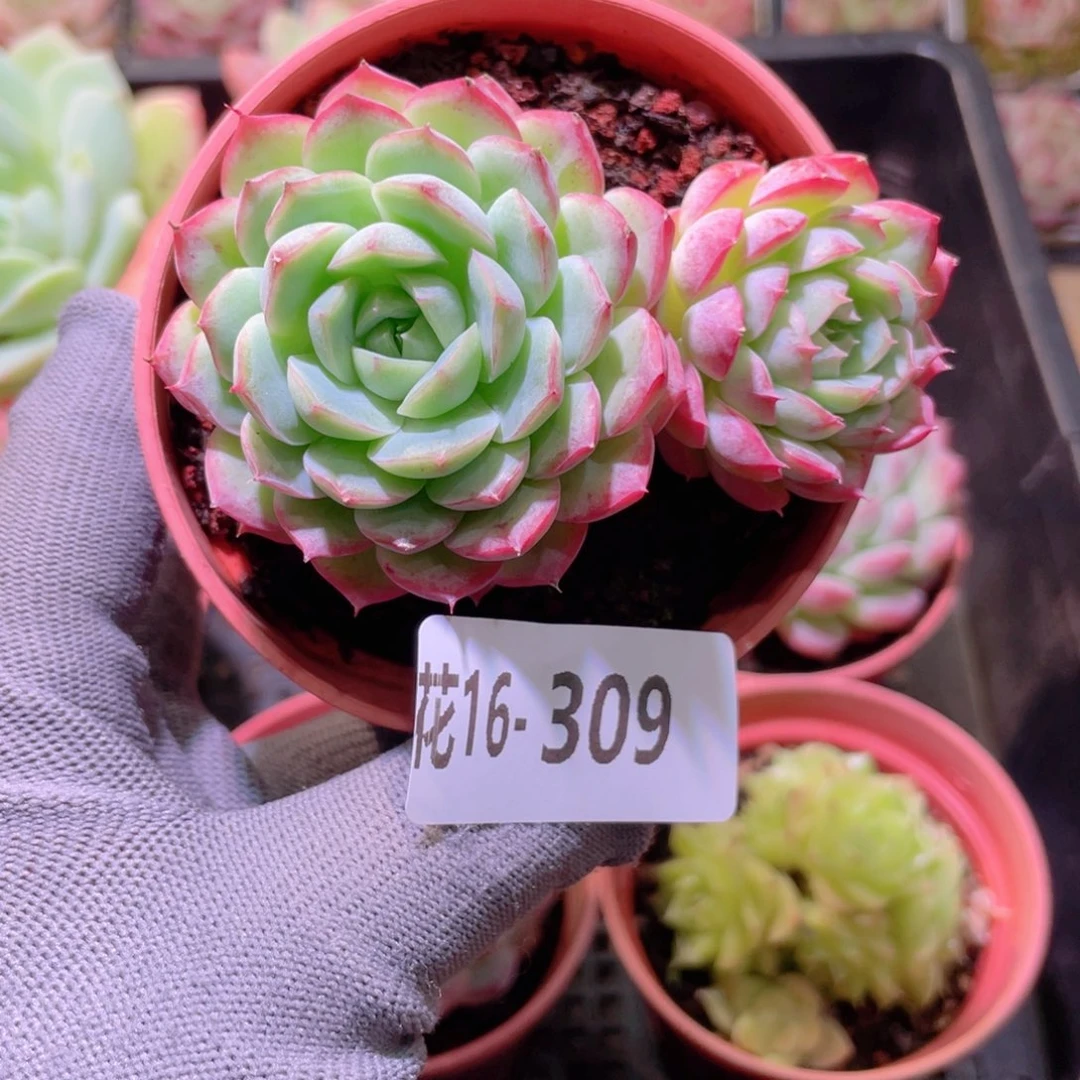 花利美16-309新品