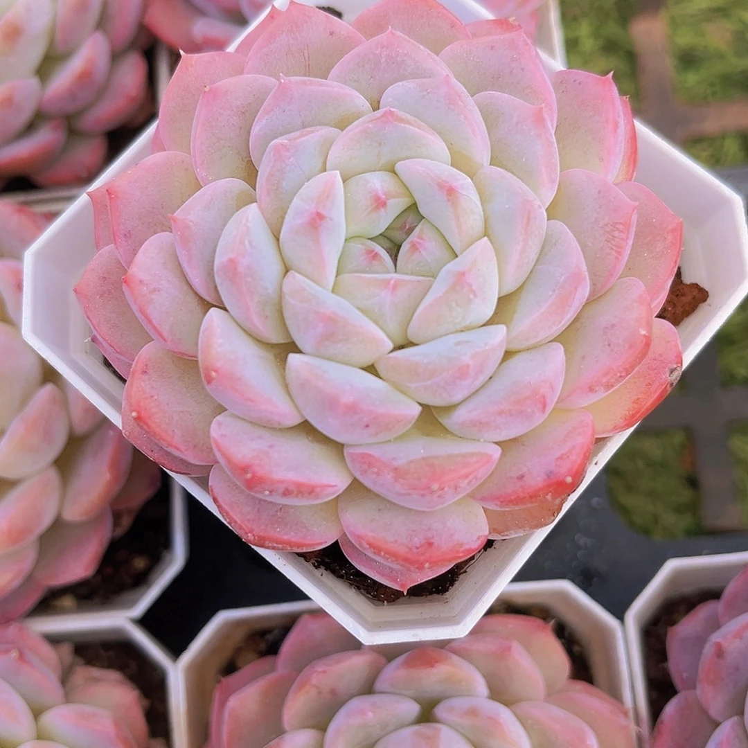 BN7公分9999999999999999989999