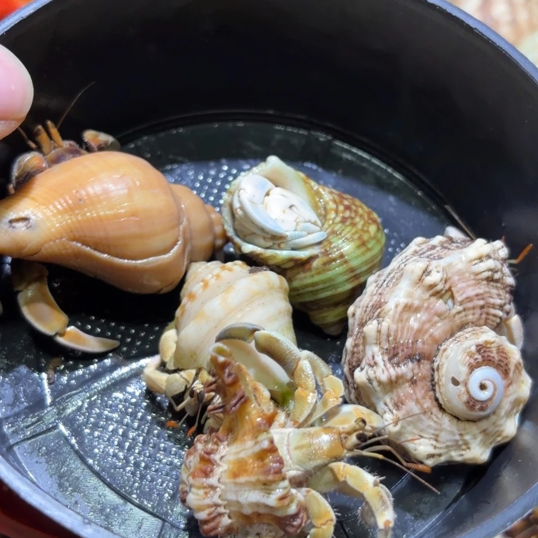 活体寄居蟹 不退不换 17