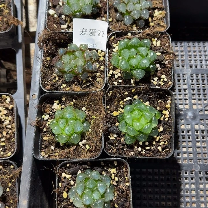 直播福利一物一拍22