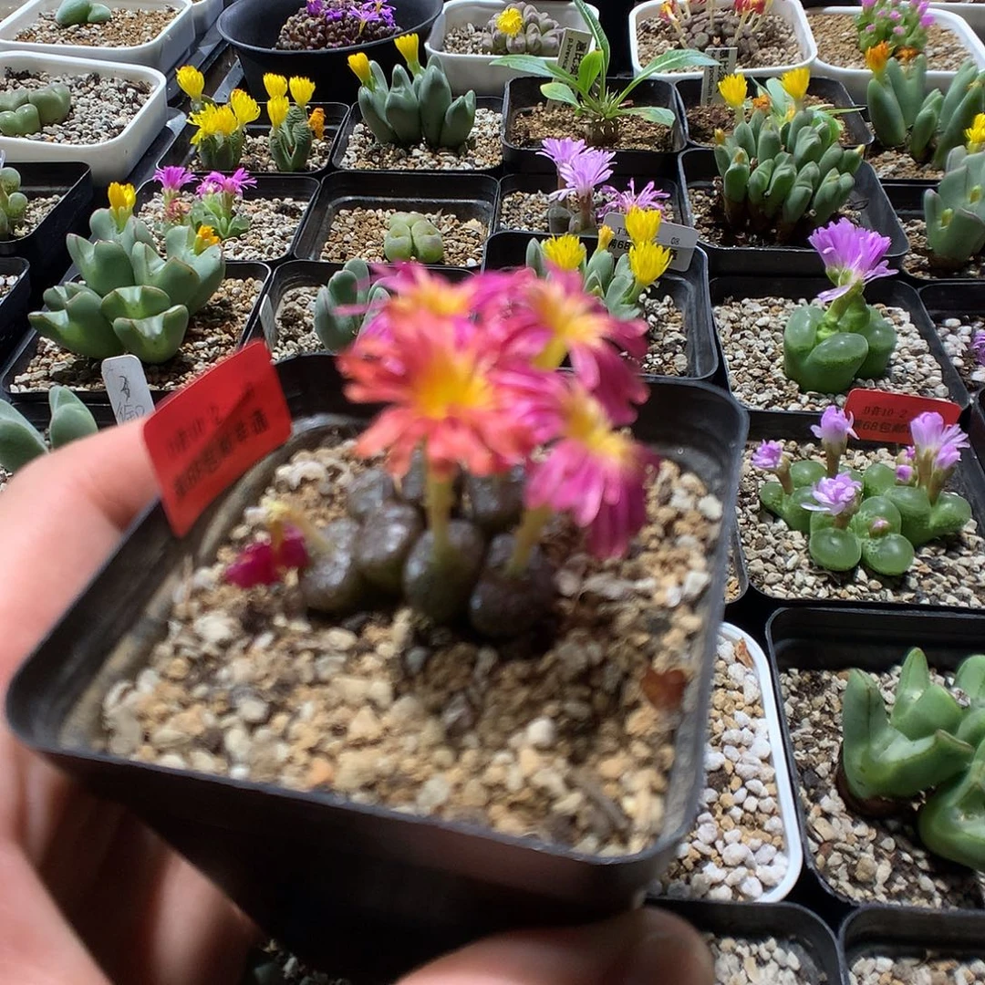 10-2-17     瑕疵火炬铜壶