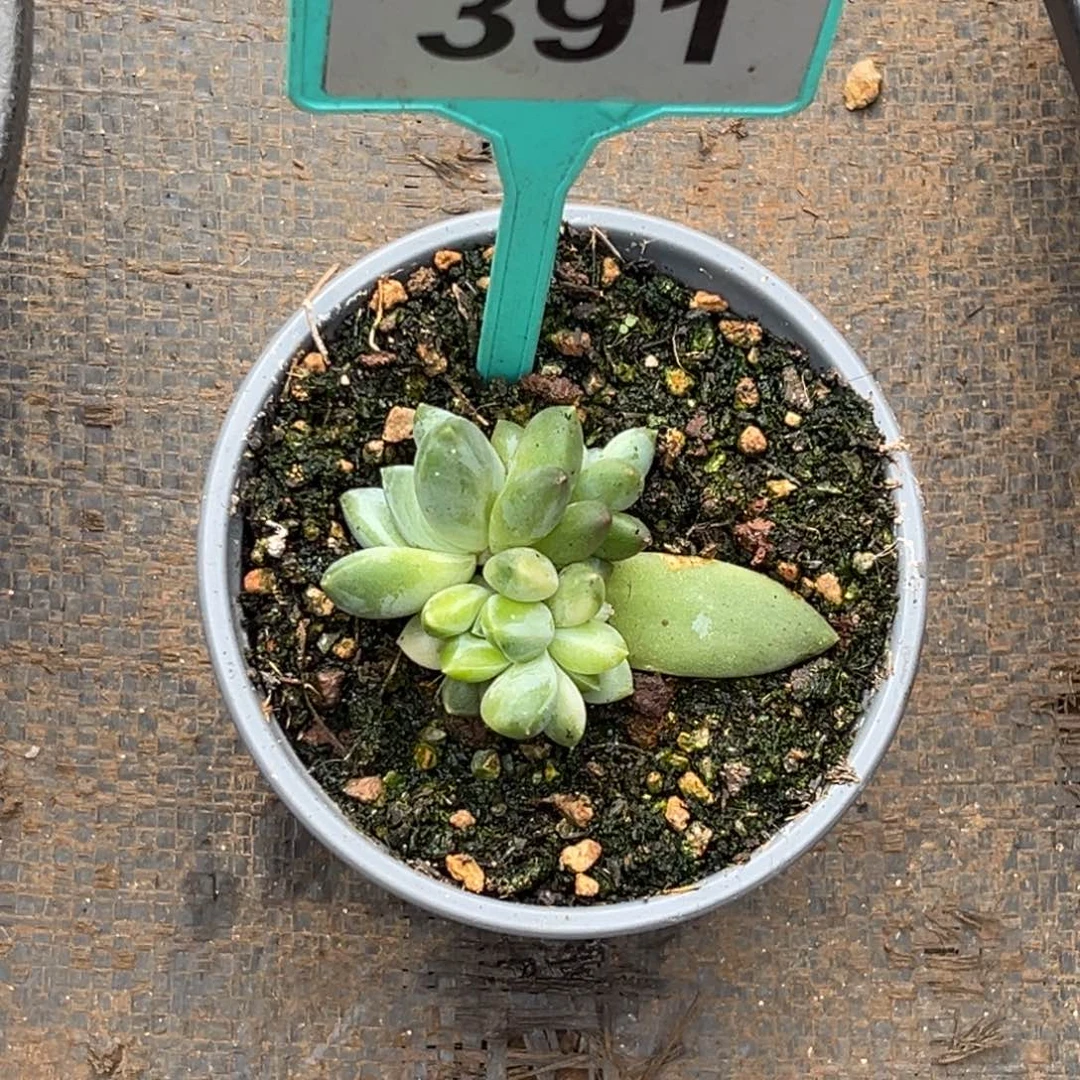 车***峰多肉植物拉布布锦391