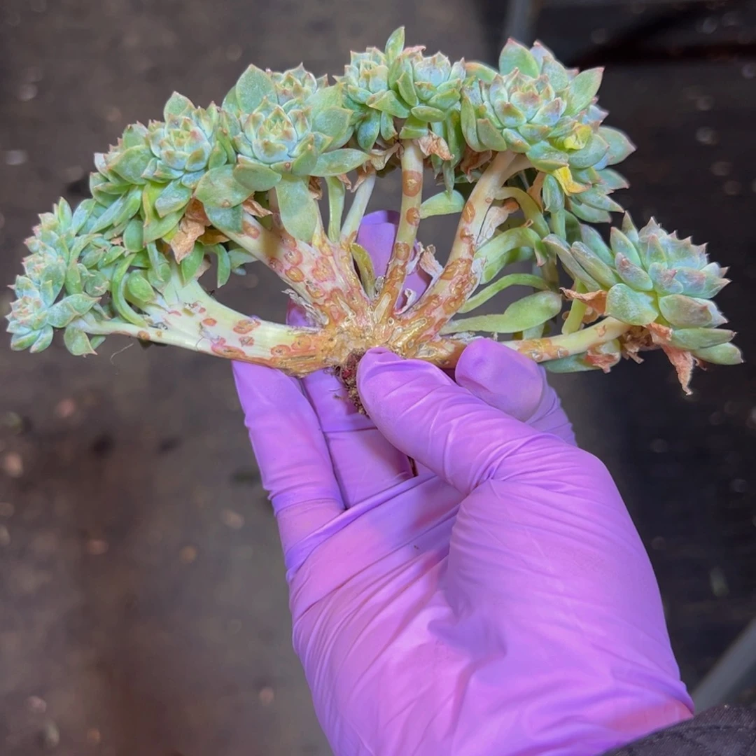 17头朵 新年快乐 新年快乐