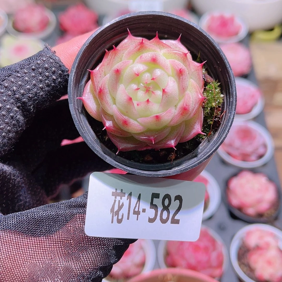 花利美14-582新品