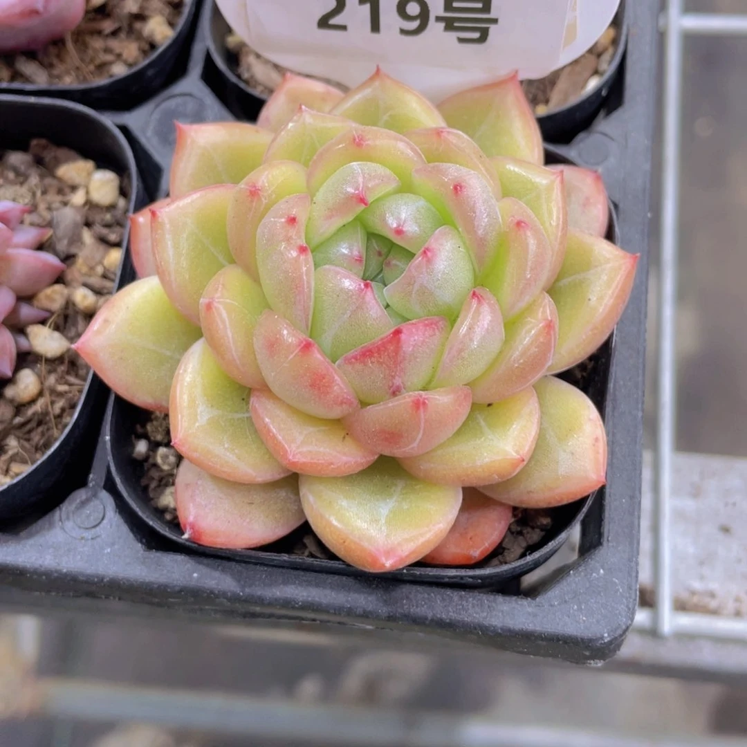 219号 大单头海洋之心