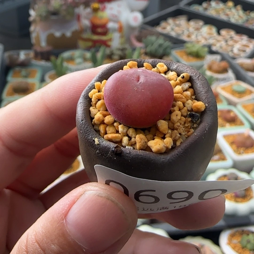 0690-一物一拍 带盆 水蜜桃1430.5