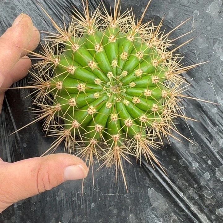 345新品毛花柱胖10公分左右落地无木心斑