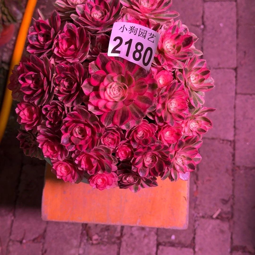 小***可倾城多肉植物2180