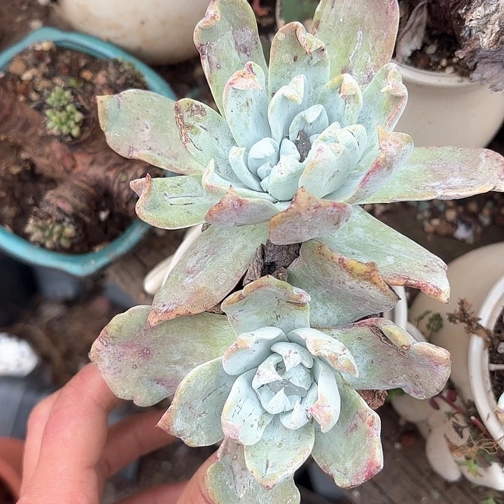 天*仙女杯多肉植物