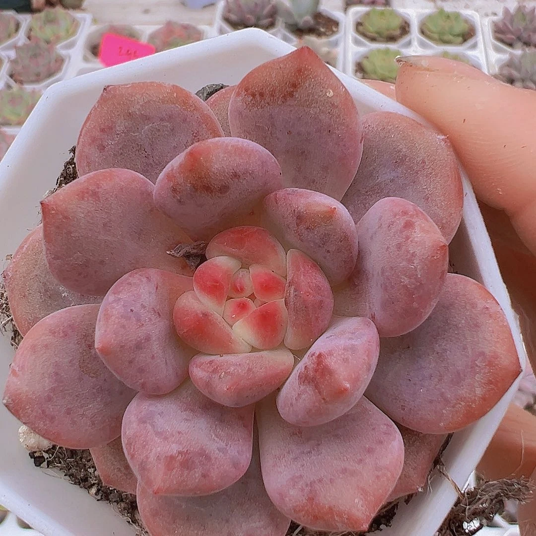 爱丽儿单头19包邮多肉