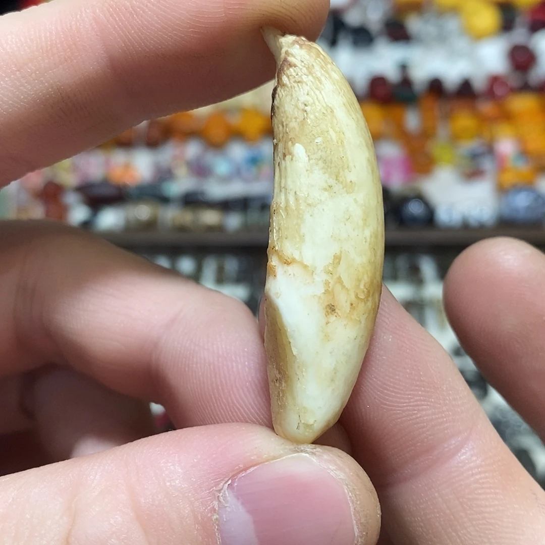 铜铁合金类野猪牙哈哈哈哈