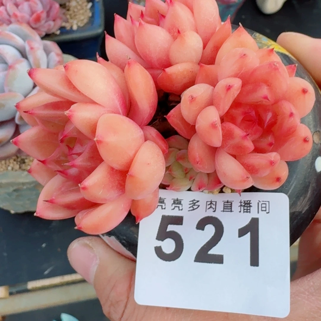 孤品珍妮      愿你一路坦途，乘风破浪展宏图