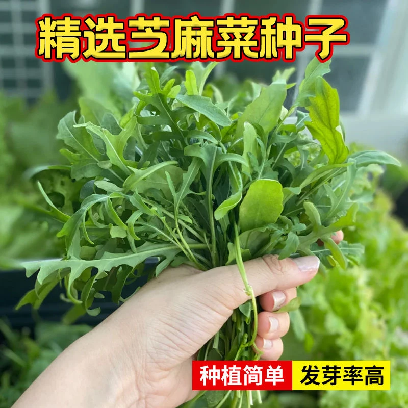 芝麻菜种子四季种植庭院阳台种植盆栽地栽
