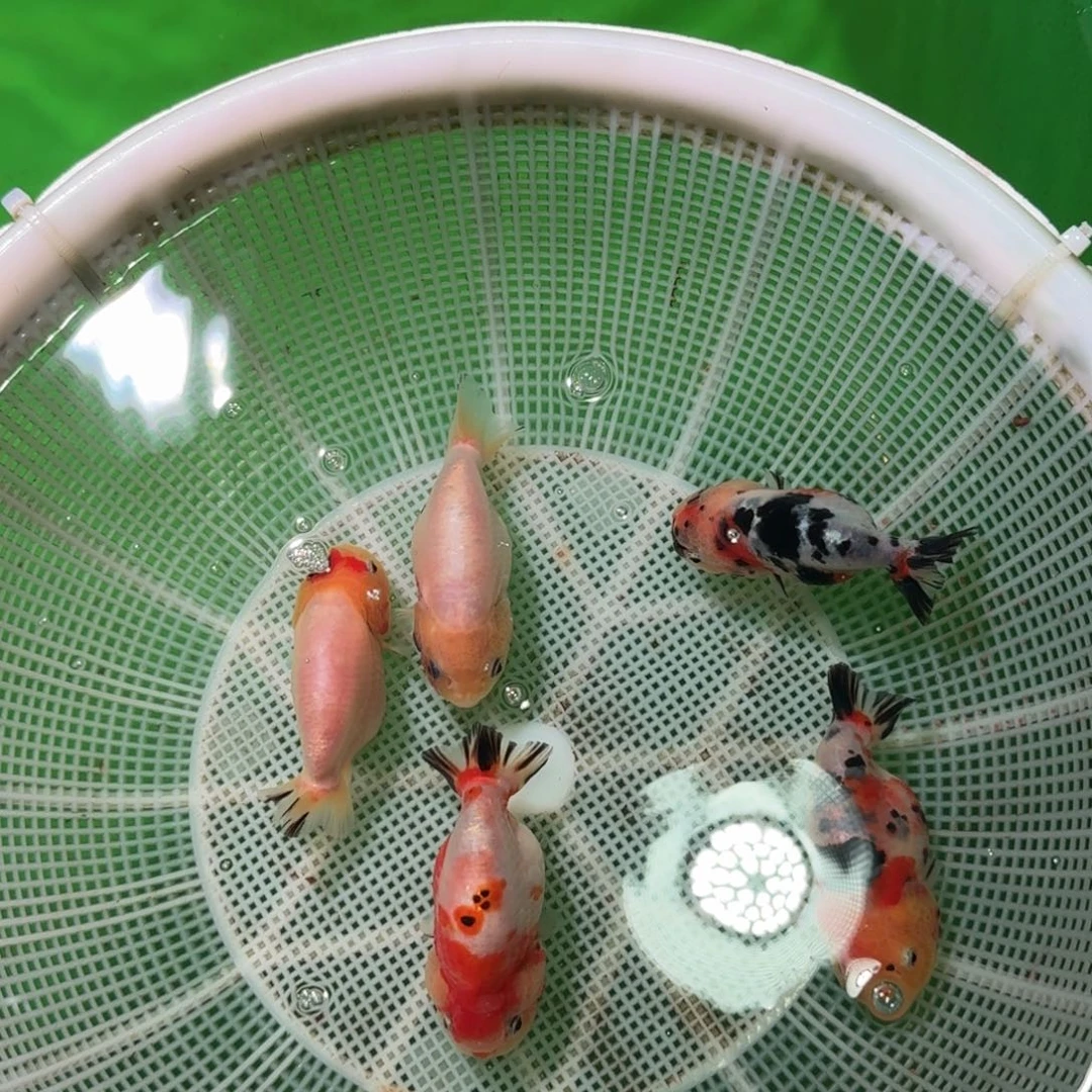 金鱼亚成兰寿亚成兰寿