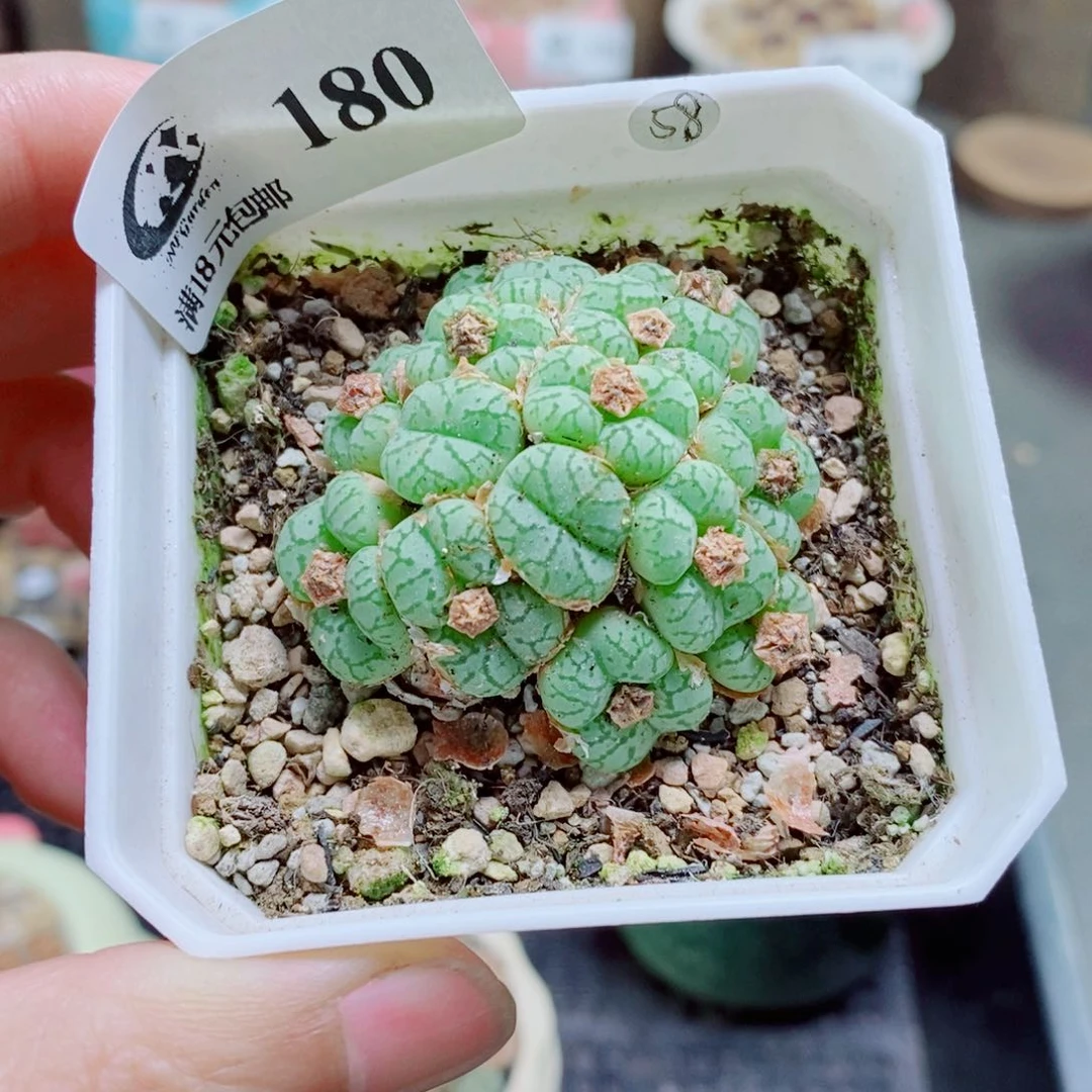 生石花花花花花花花180