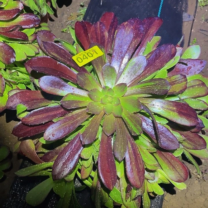 0401欧若拉多肉植物