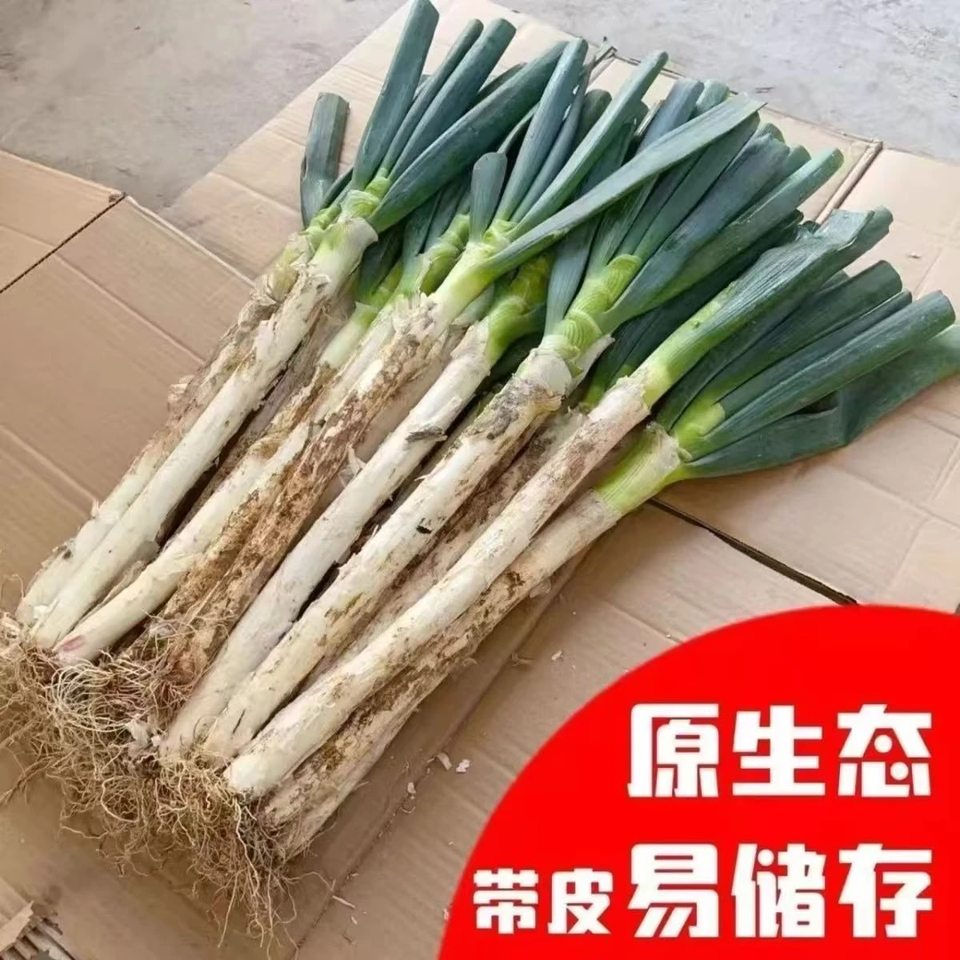 山东安丘新鲜铁杆大葱脆嫩多汁现挖现发
