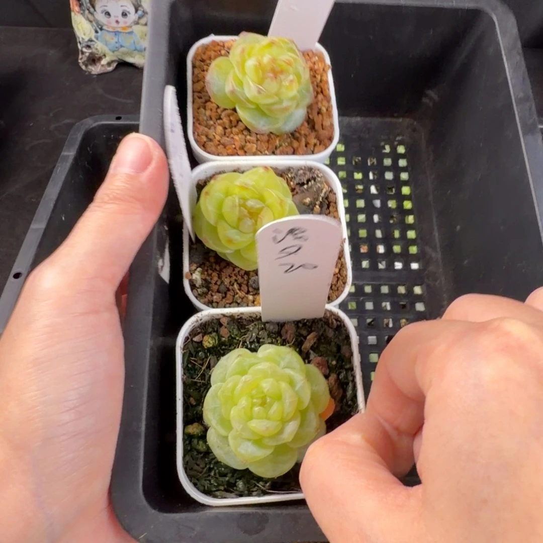 浅***夕浅夕三颗一组包邮