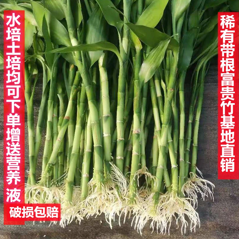 带根粗壮大叶富贵竹水培室内绿色植物简单易懒人绿植养四季常青