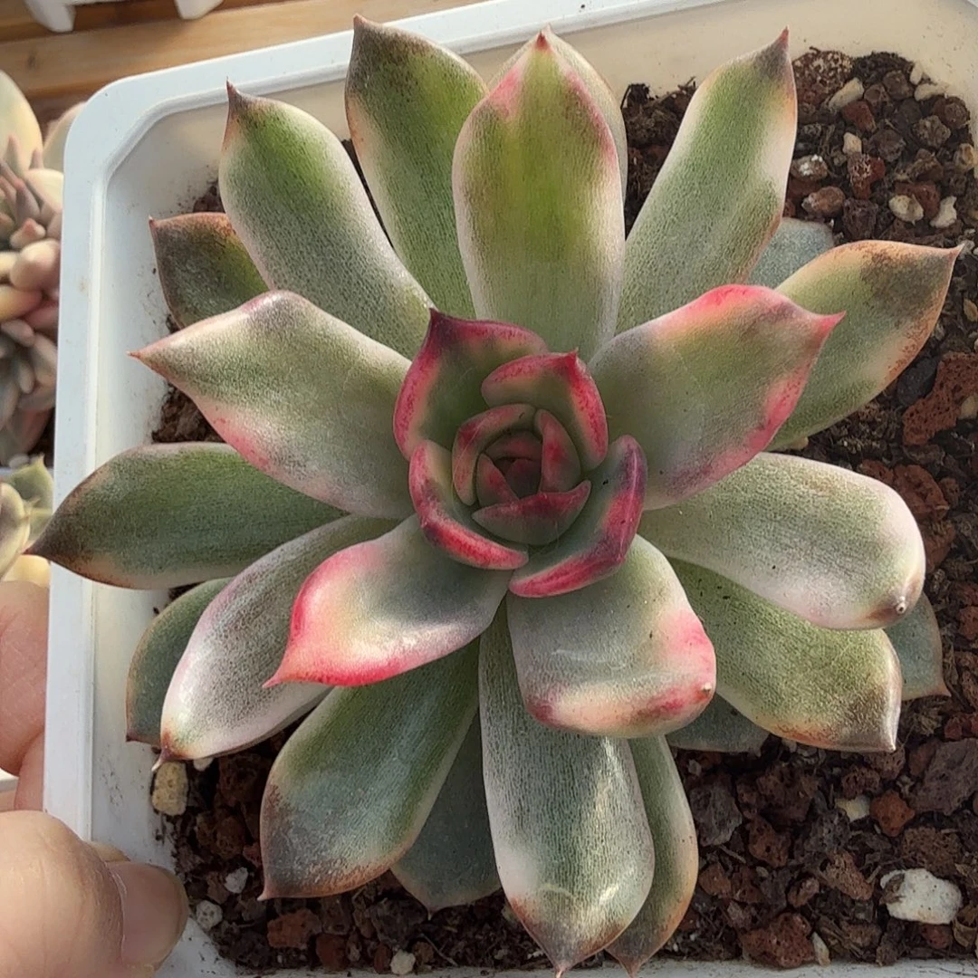 火焰山锦，多肉植物