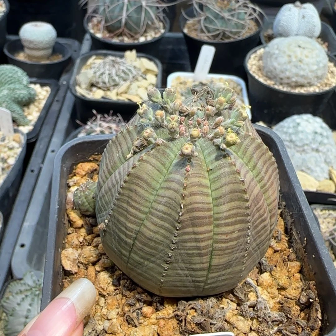 踏***梅000518实生欧布5.2厘米