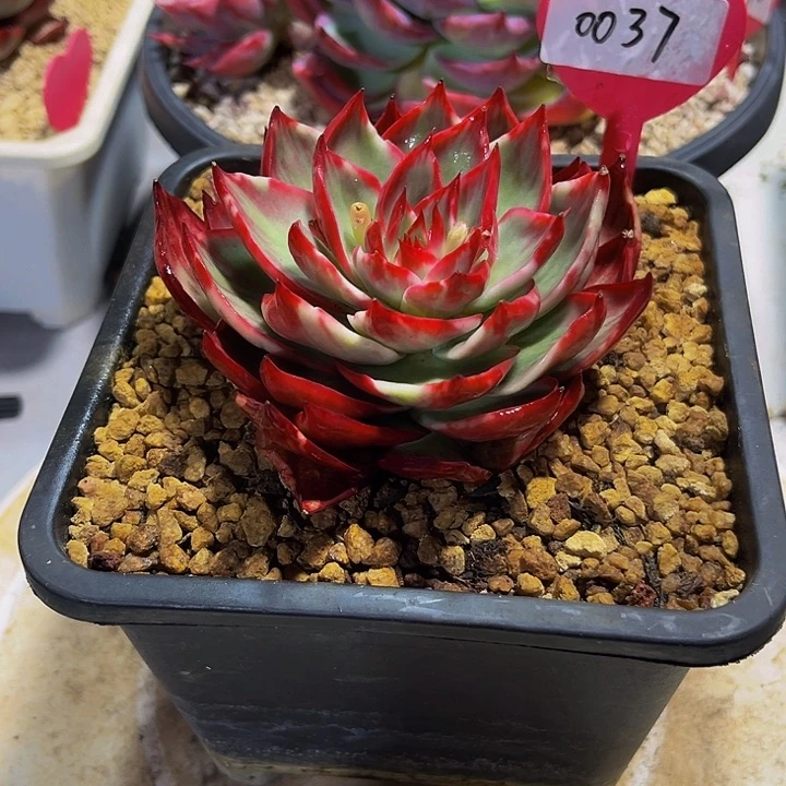 惊鸿仙子多肉植物37