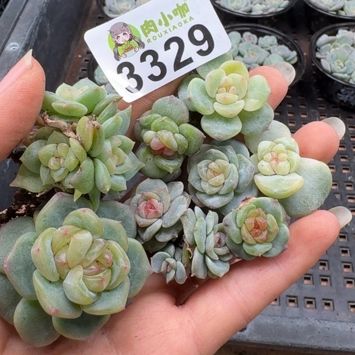 泡***x多肉植物多肉植物