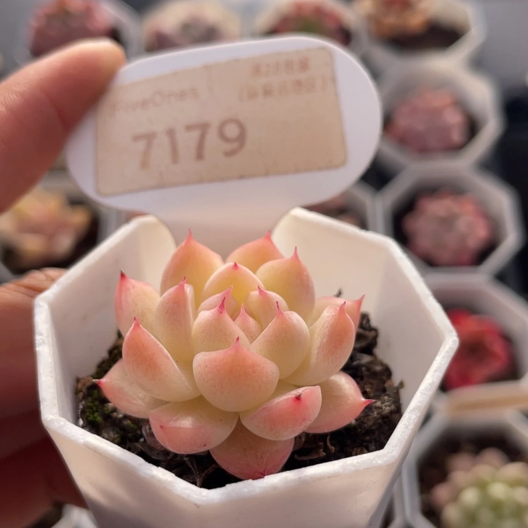 麦秆7179-3.5厘米