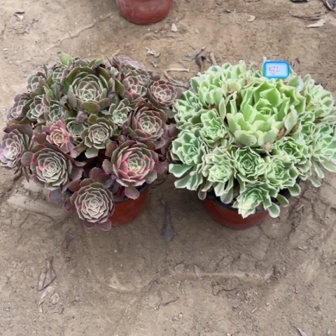 582多肉植物组合，