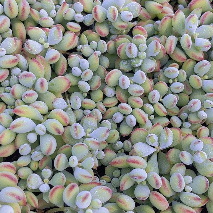 精品达摩福娘多肉