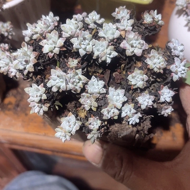 仙女杯多肉植物提取