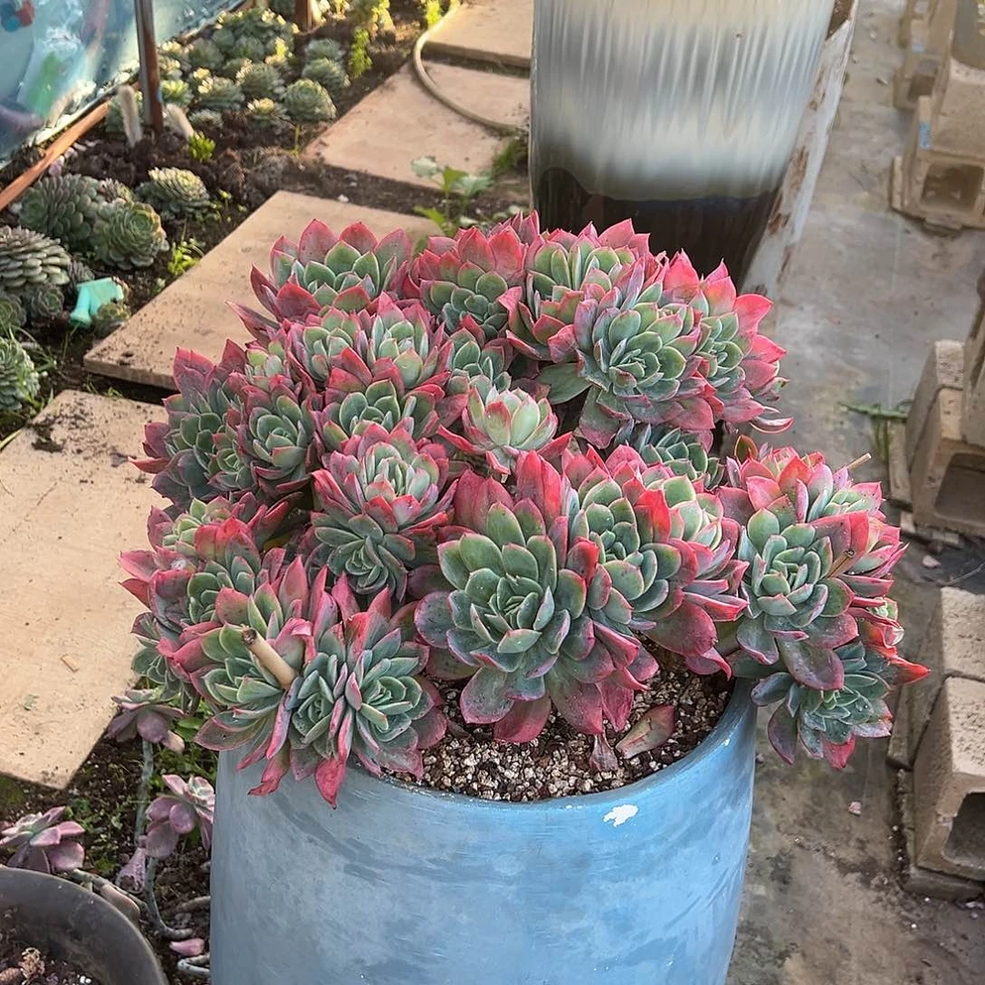 绮罗带盆不包物流