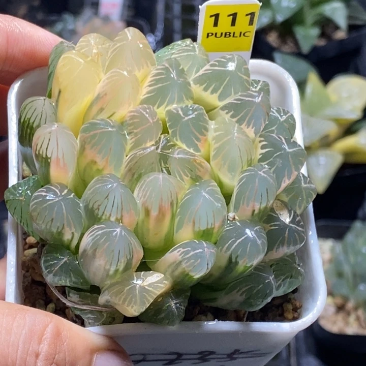 111号实生糊斑玉露锦带盆