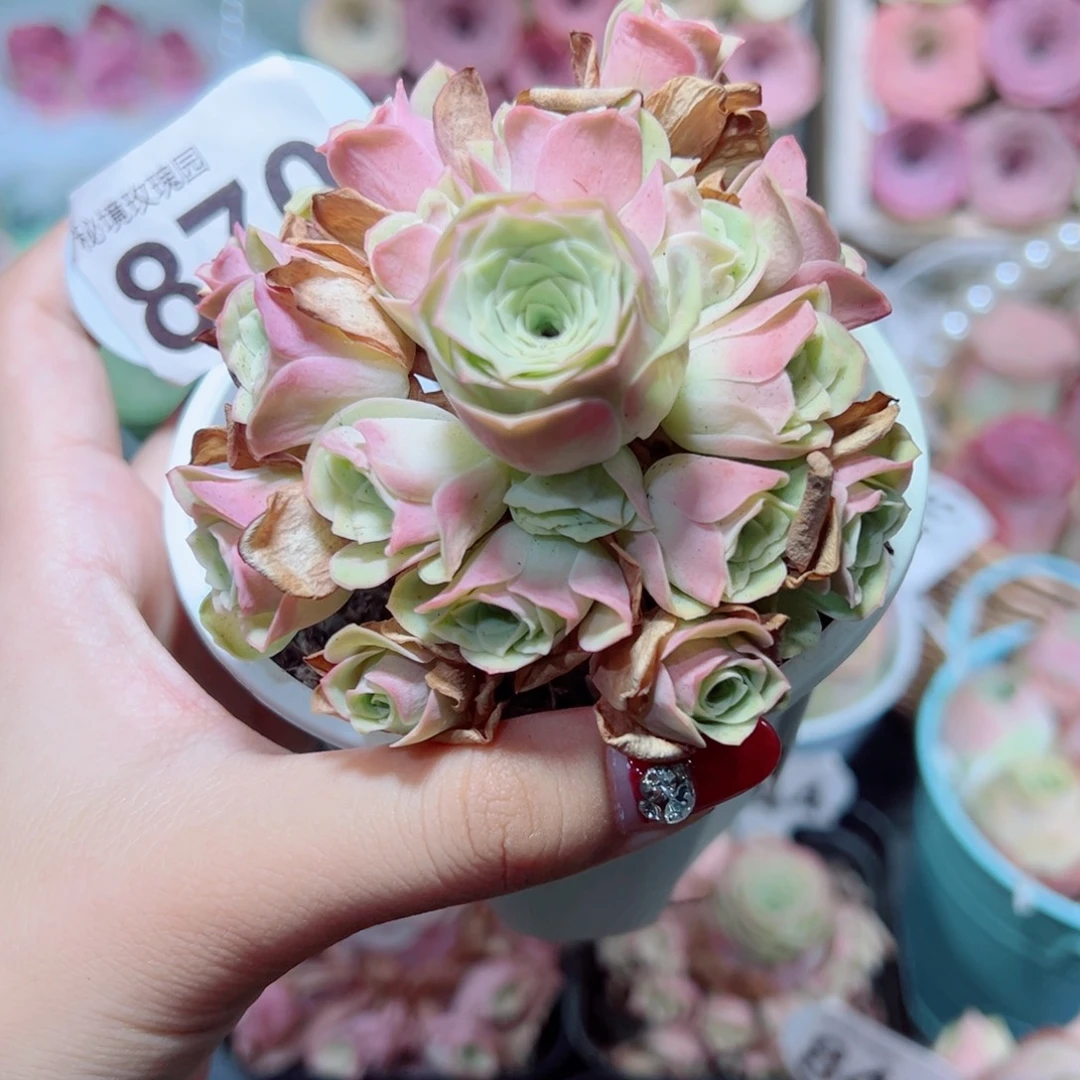 870草莓慕斯手捧花。
