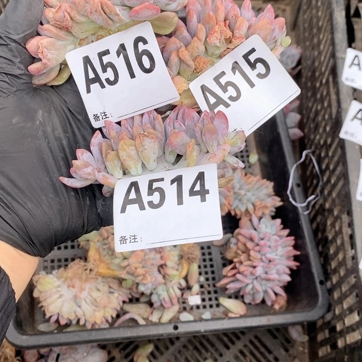 炸****514.515.516 粉兔缀哇哇哇哇
