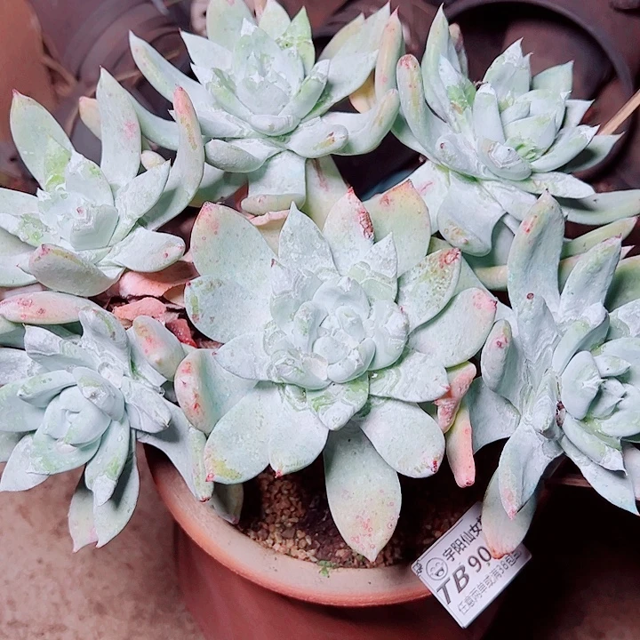 9005牡丹拇指苹果叶仙女杯