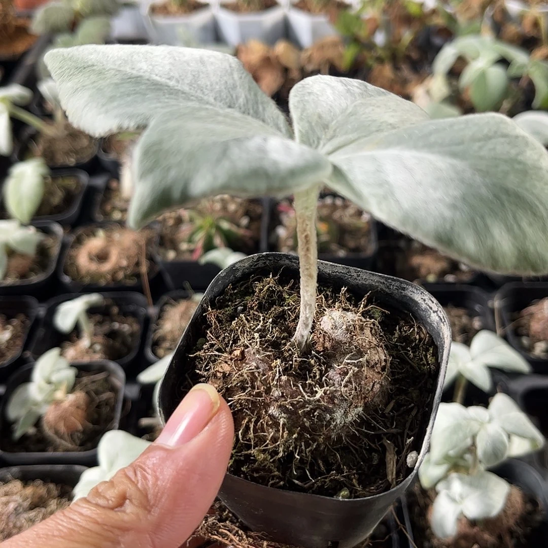 断崖女王单头发货单头发