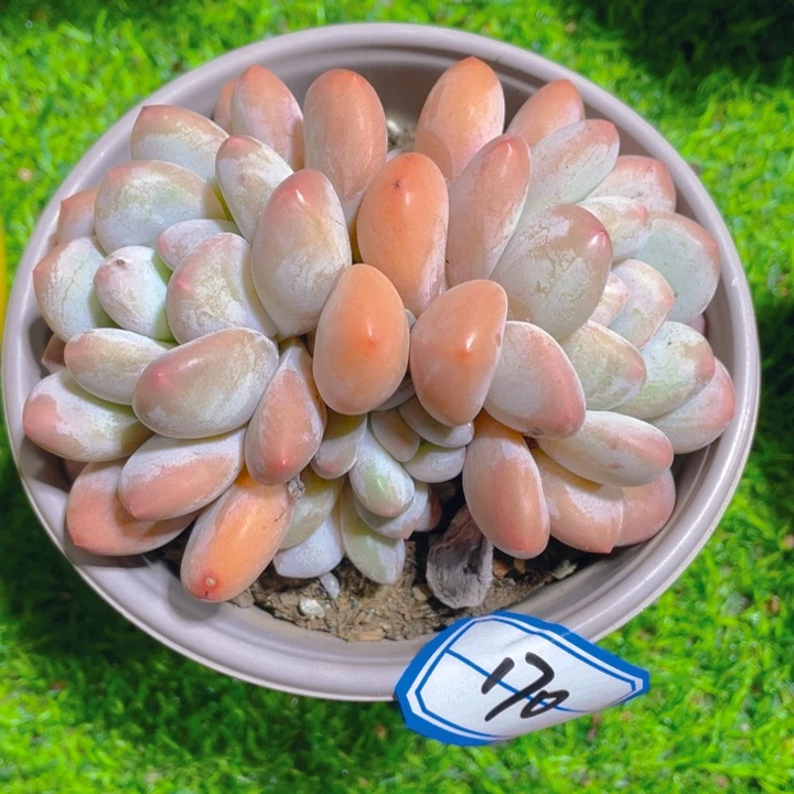 谢谢你的支持00000000170