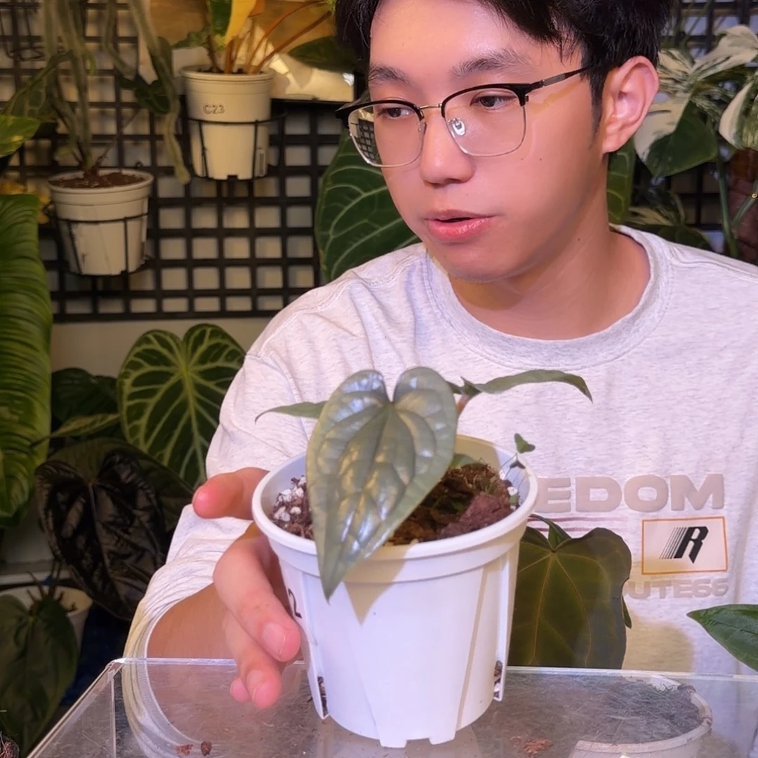 完全开放F112籽播奢华