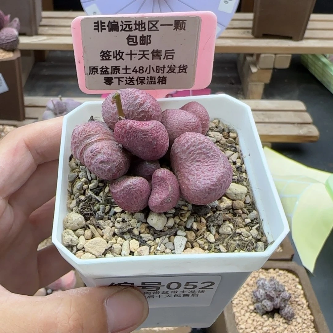 052红烧肉植物多肉