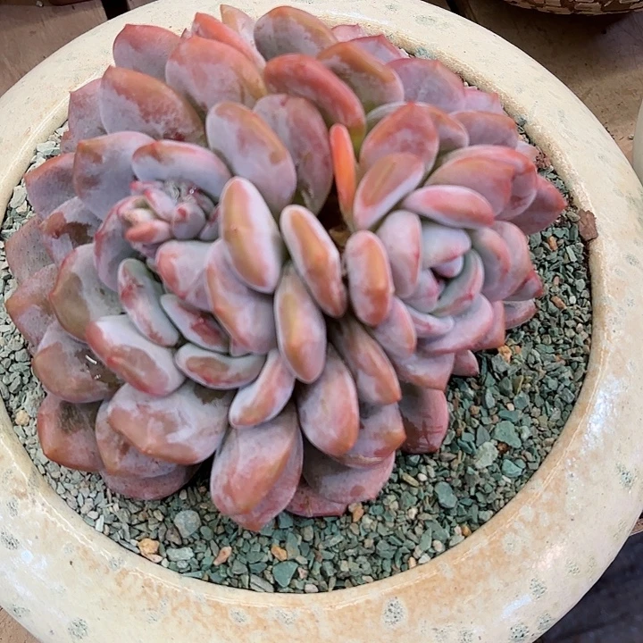 星影精品多肉盆栽一物一拍55号