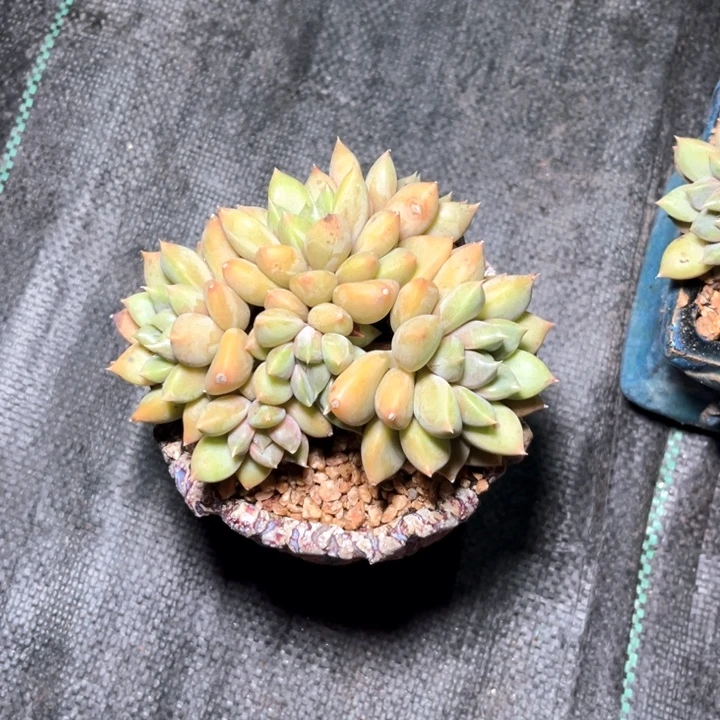 红家牙11号码牌子的话