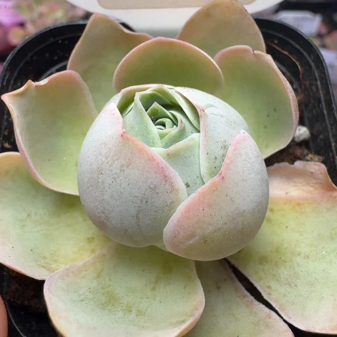 110-冠幅5cm-6颗打包价50