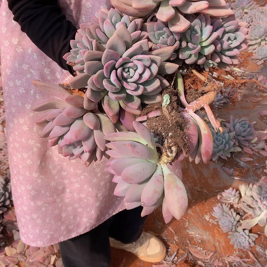 L**a老三多肉一物一拍外播奥普29