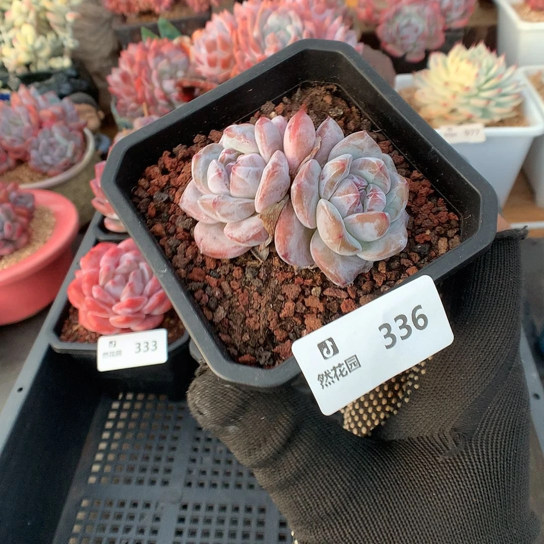 336星影多肉植物6666