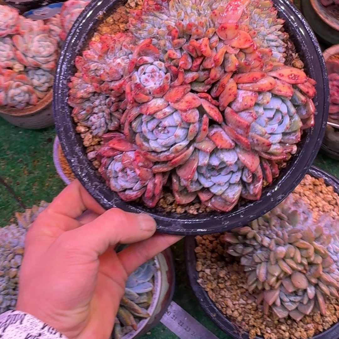 星影缀化无砍多肉