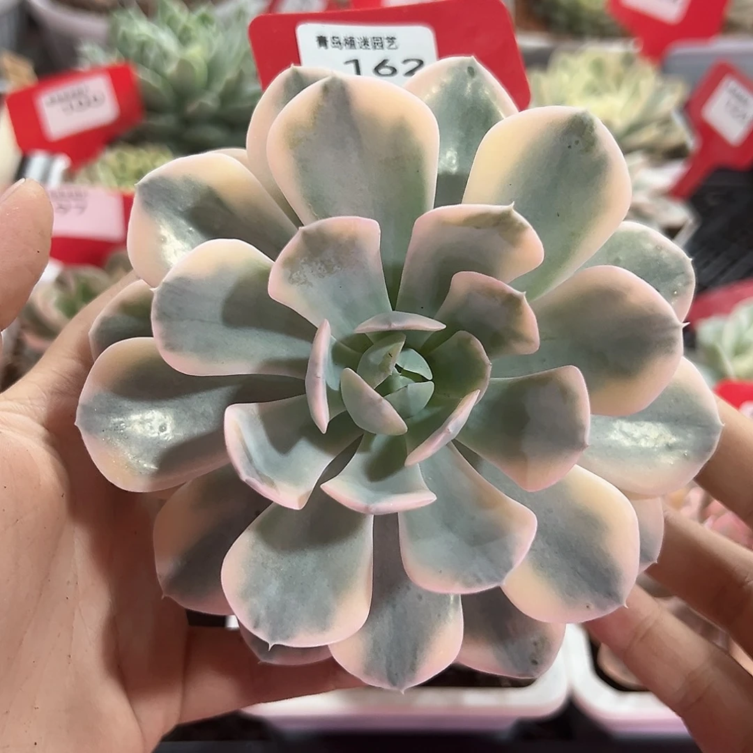 162号鲁氏十莲锦多肉植物